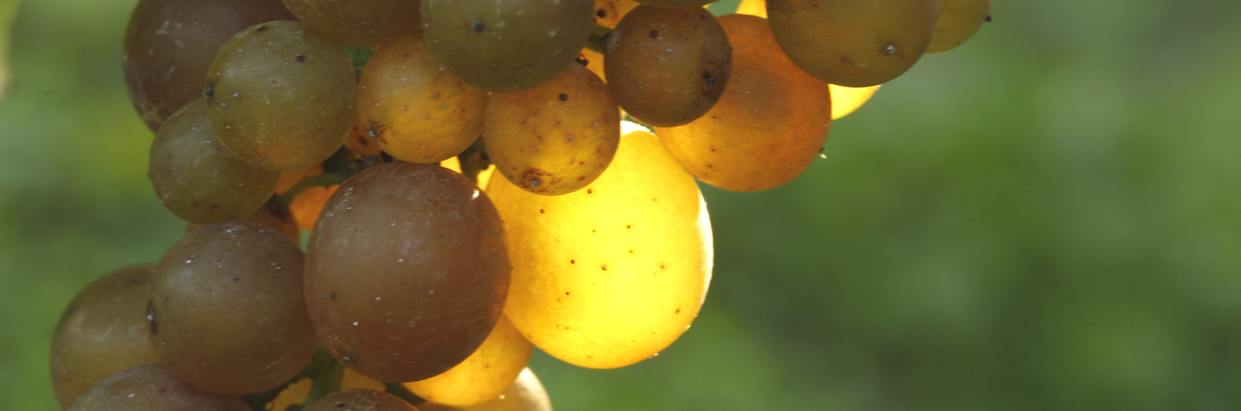 The Grapes